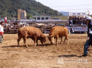 제1회 전국민속 투우 대회