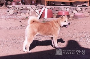 칠장사