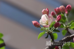 2004년 바우덕이 축제 청룡사 풍경