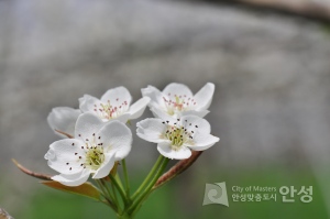 안성 배꽃 사진