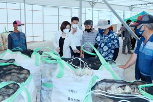 고삼육묘장 감자수매현장