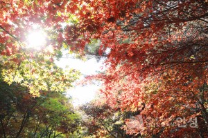서운산 정상 풍경