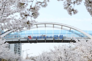 2022년 안성 벗꽃 사진