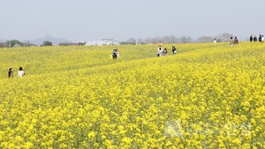 안성팜랜드 유채꽃