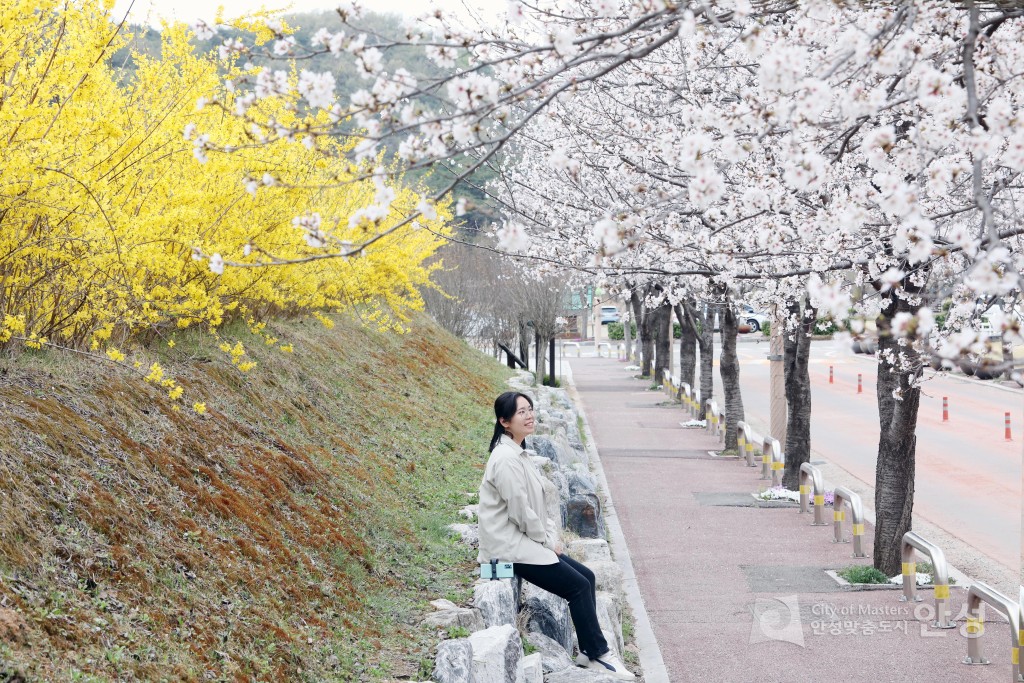 2023년 안성벚꽃(안성시 홍보사진)