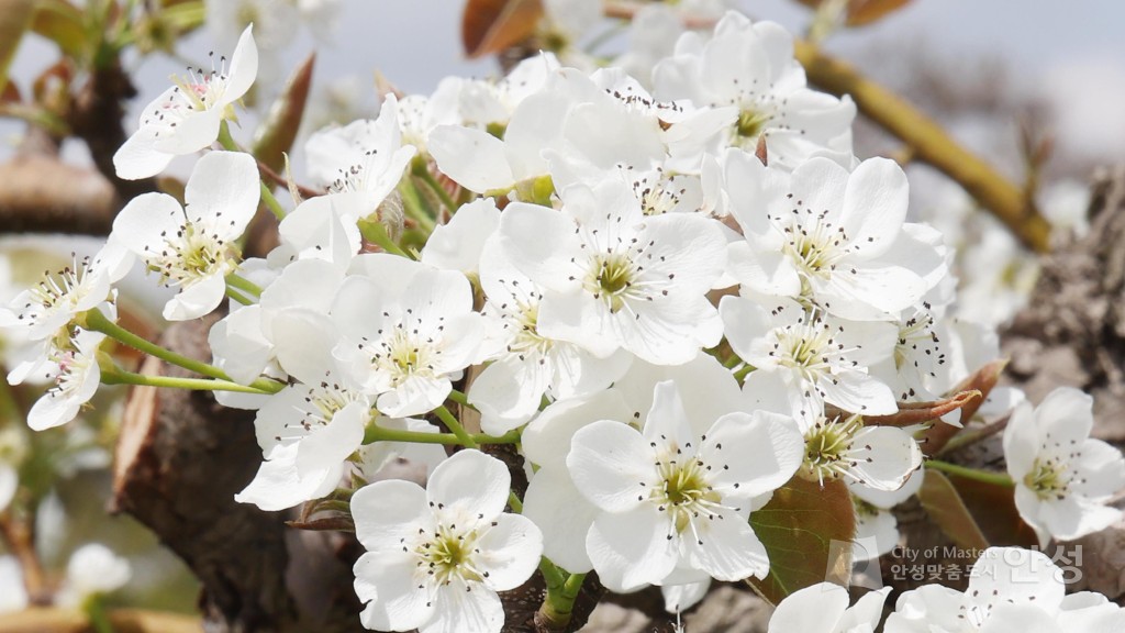 2025년도 안성시 배꽃