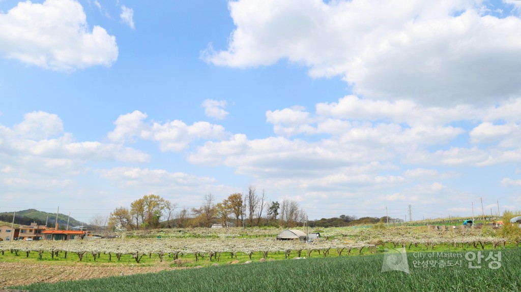 2025년도 안성시 배꽃