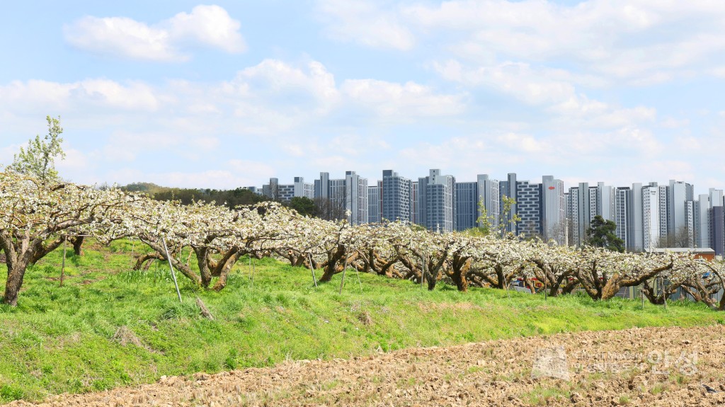 2025년도 안성시 배꽃