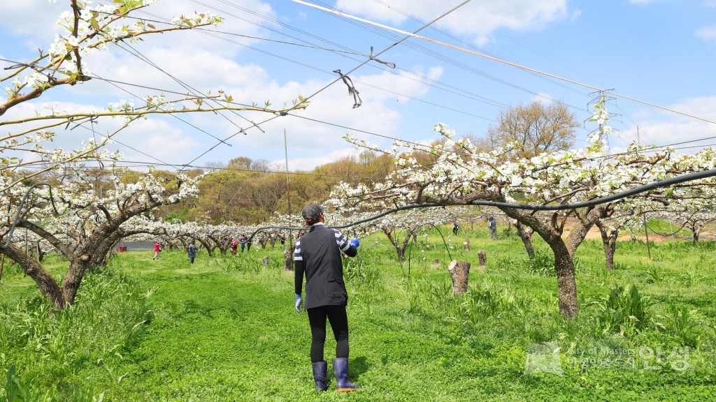 2025년도 안성시 배꽃