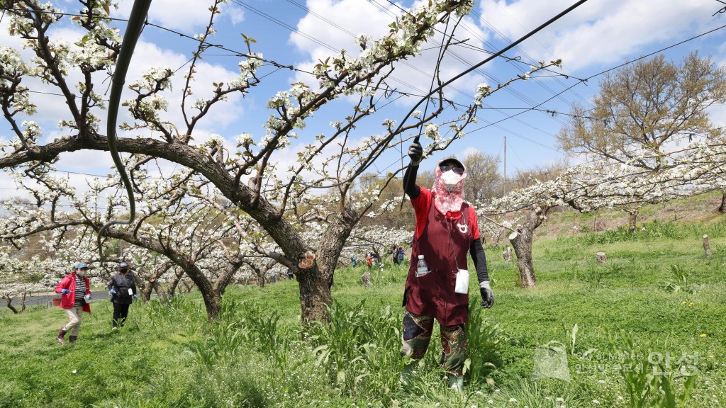 2025년도 안성시 배꽃