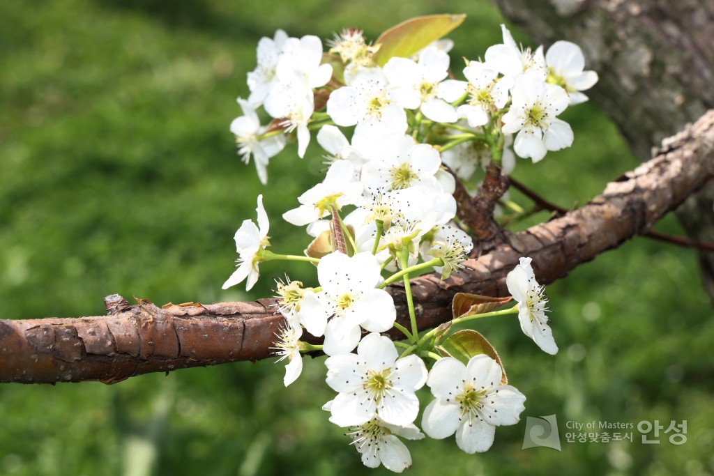 2025년도 안성시 배꽃