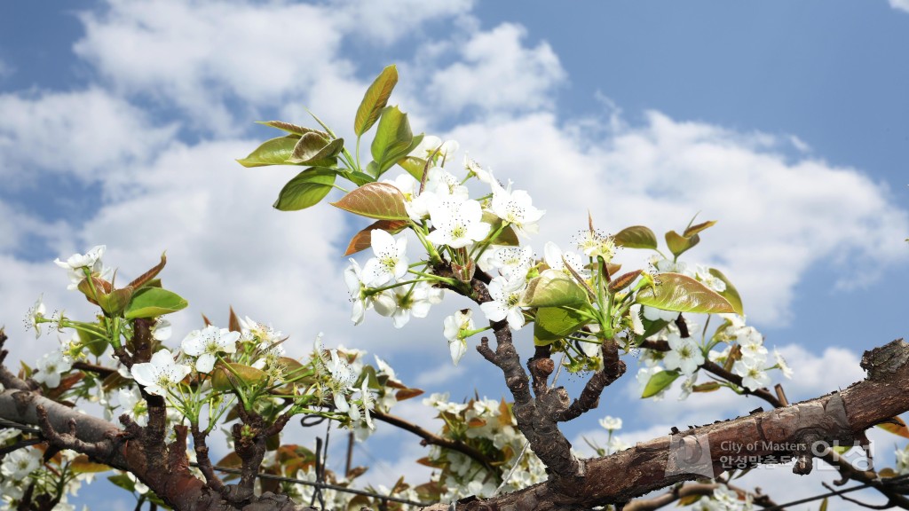 2025년도 안성시 배꽃