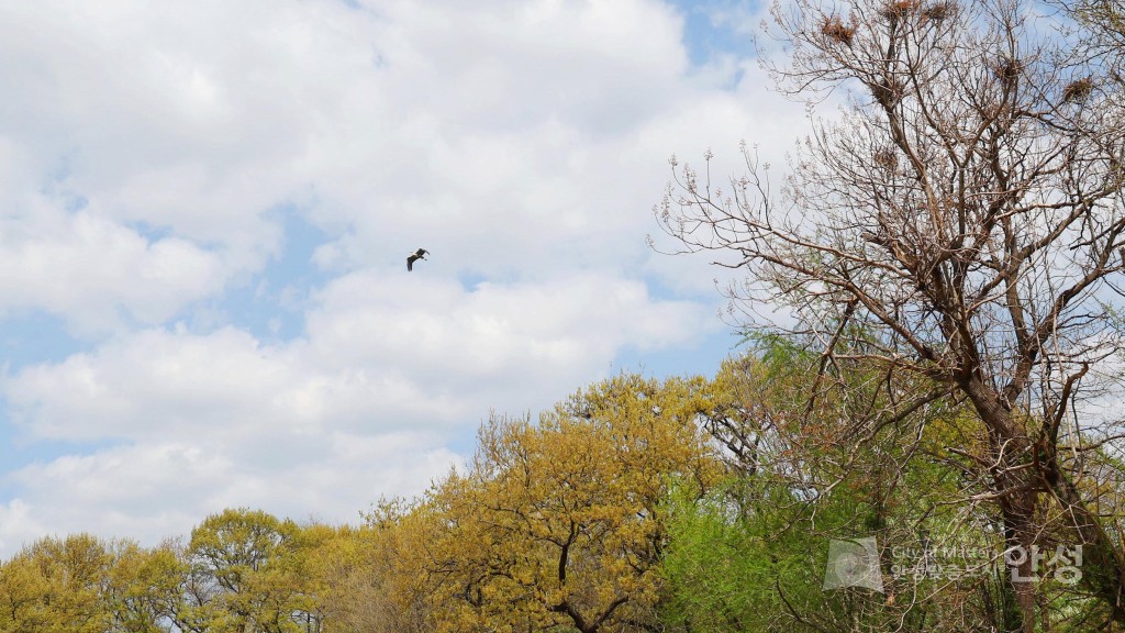 2025년도 안성시 배꽃