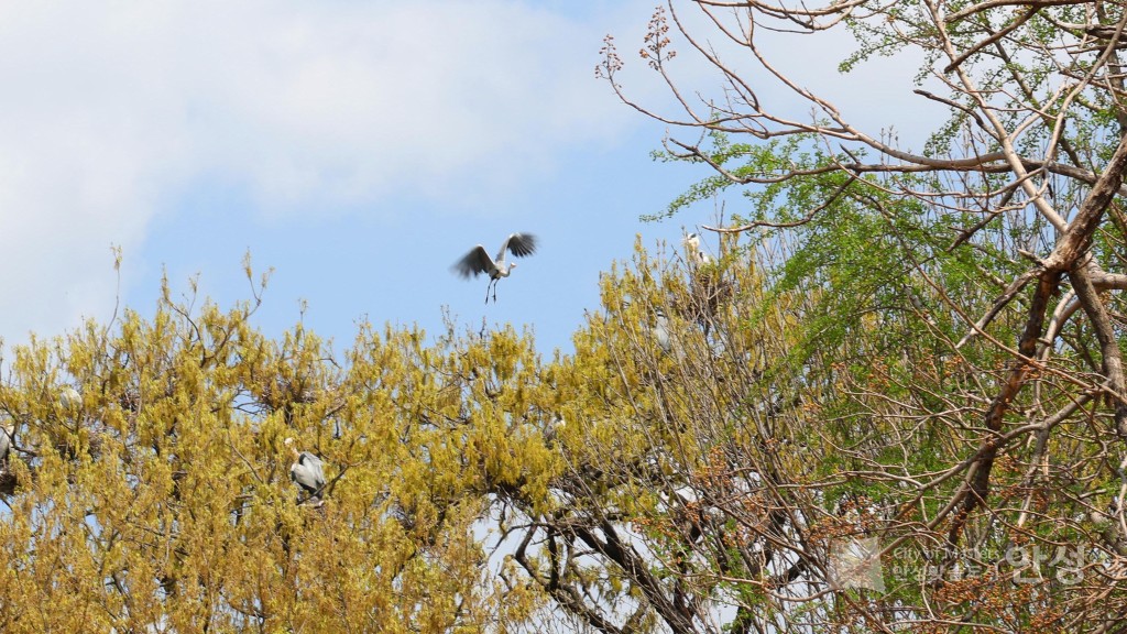 2025년도 안성시 배꽃