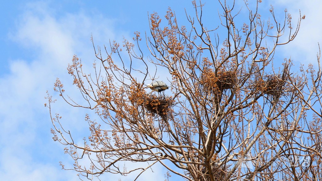 2025년도 안성시 배꽃