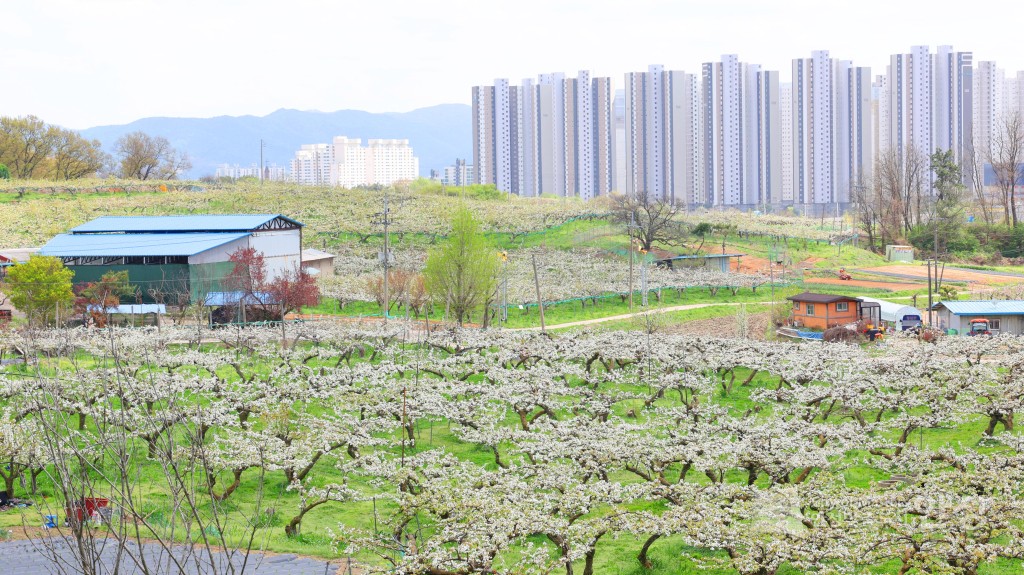 2025년도 안성시 배꽃