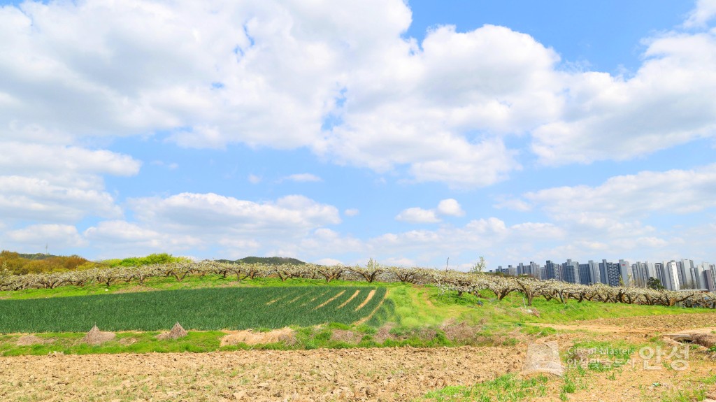 2025년도 안성시 배꽃