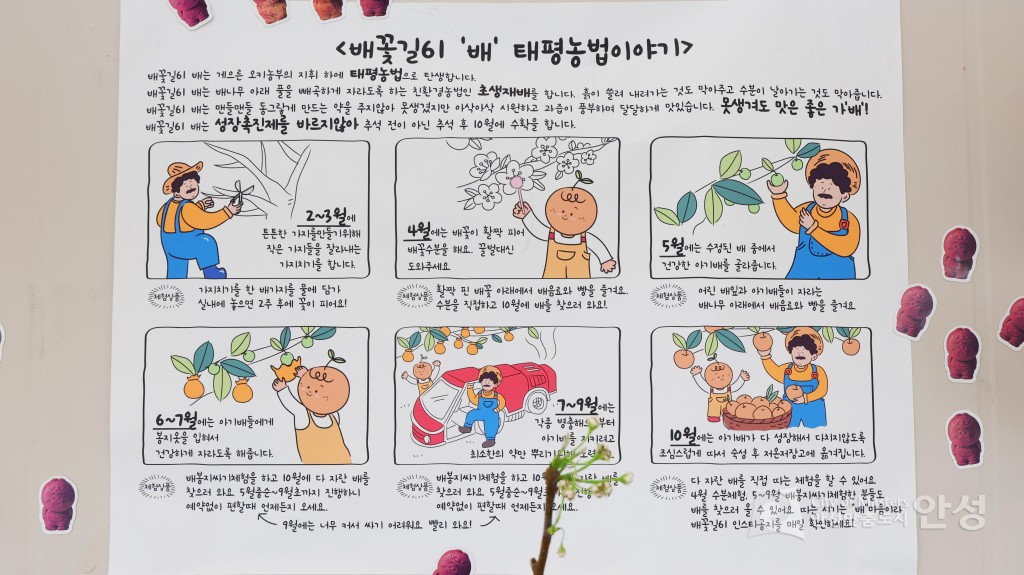 2025년도 안성시 배꽃