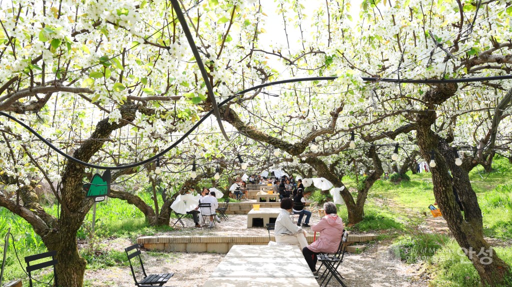 2025년도 안성시 배꽃