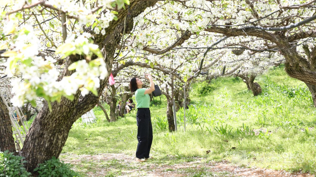 2025년도 안성시 배꽃