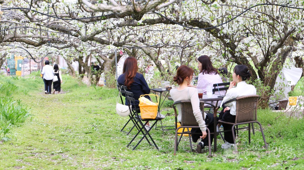 2025년도 안성시 배꽃