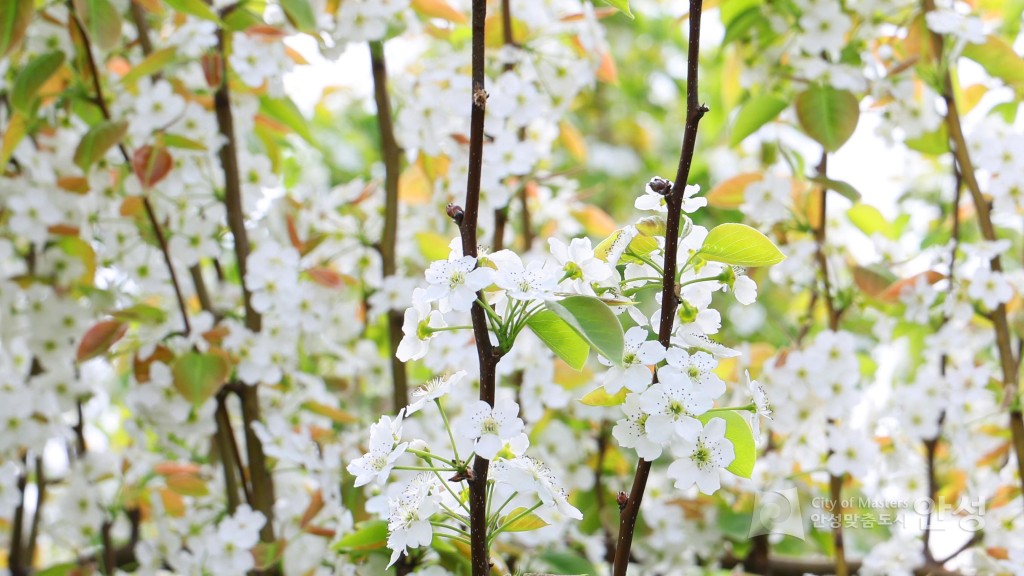 2025년도 안성시 배꽃