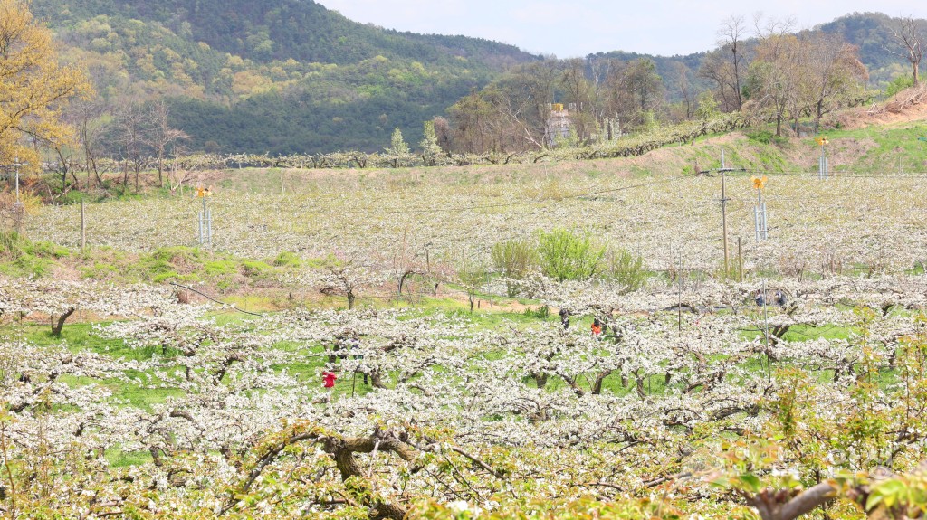 2025년도 안성시 배꽃