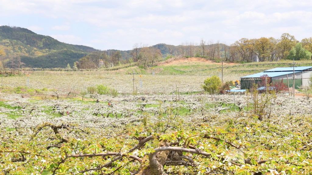 2025년도 안성시 배꽃