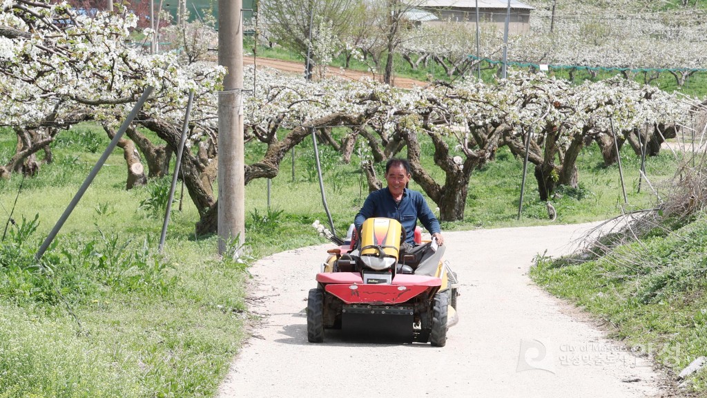 2025년도 안성시 배꽃