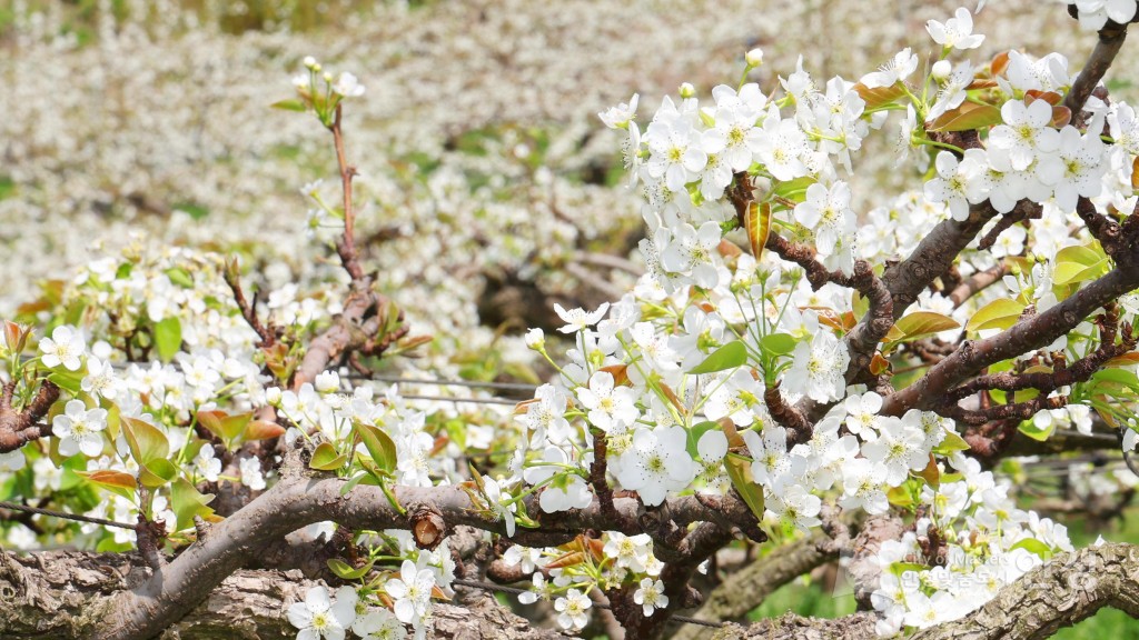 2025년도 안성시 배꽃