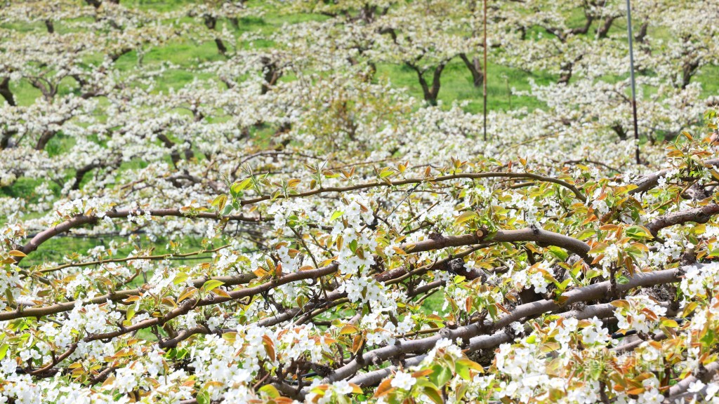 2025년도 안성시 배꽃