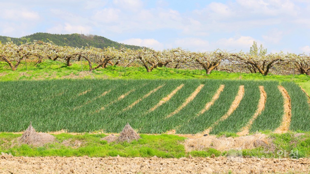 2025년도 안성시 배꽃