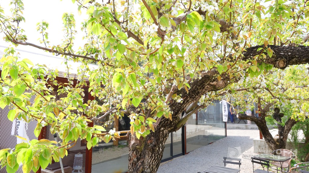 2025년도 안성시 배꽃