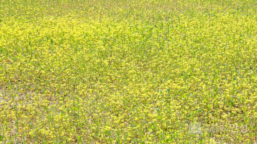 수석정 수변화원