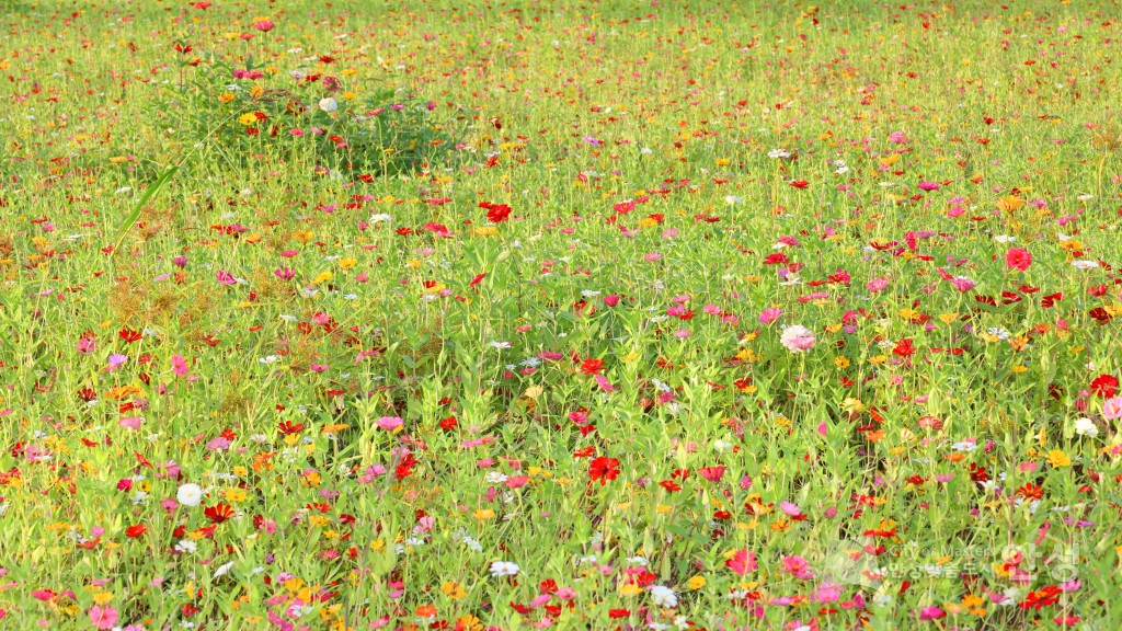 금광면 주민자치프로그램 발표회