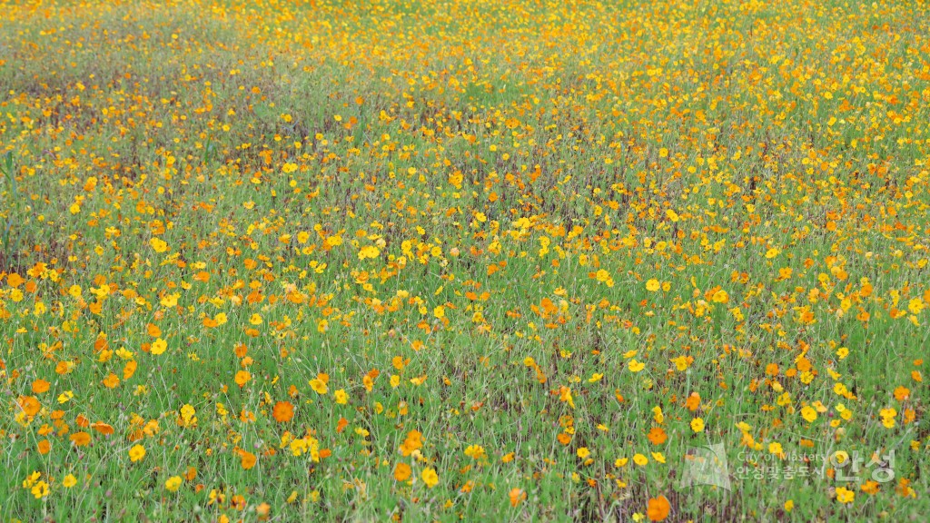 금광면 주민자치프로그램 발표회