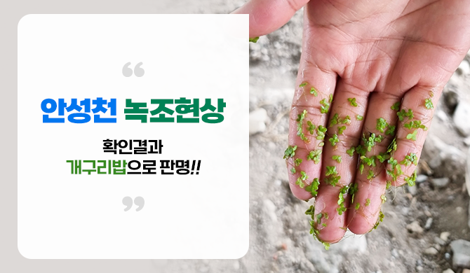 안성천 녹조현상 확인결과 개구리밥으로 판명