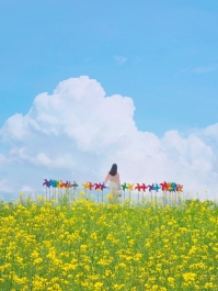 유채꽃이 만발한 뭉게구름 피어난 곳에 알록달록한 바람개비와 함께 서있는 여인의 뒷모습