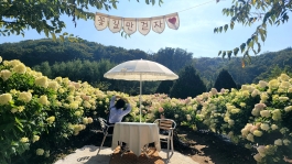 수국이 펼쳐진 꽃밭 중앙에 타프가 설치된 의자와 테이블이 마련되어있다.