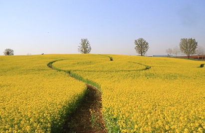 Anseong Farm Land 2